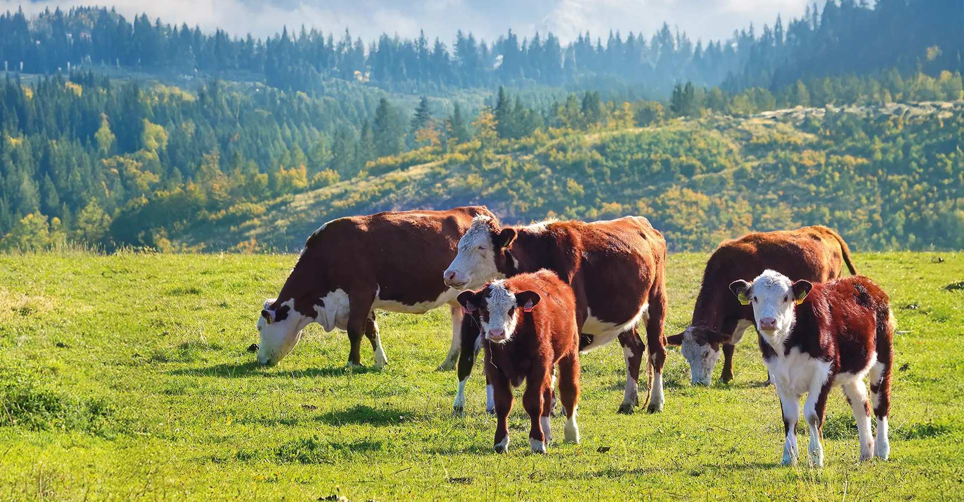 herd-health-products