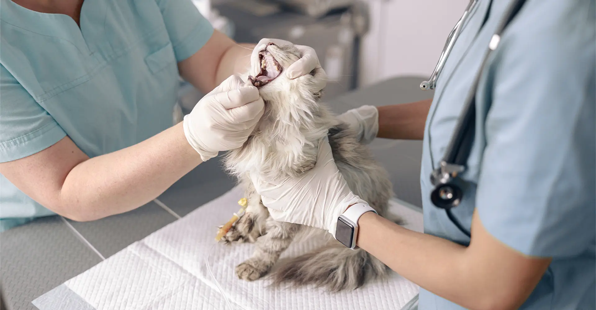 veterinary-products-turkey